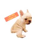 QQdogQQ（個別スタンプ：5）