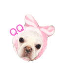 QQdogQQ（個別スタンプ：6）