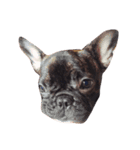 QQdogQQ（個別スタンプ：9）