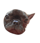 QQdogQQ（個別スタンプ：10）