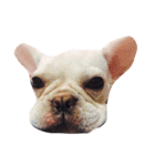 QQdogQQ（個別スタンプ：11）