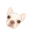 QQdogQQ（個別スタンプ：12）