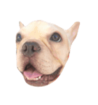 QQdogQQ（個別スタンプ：13）