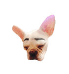 QQdogQQ（個別スタンプ：14）