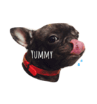 QQdogQQ（個別スタンプ：15）