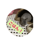 はいね（個別スタンプ：6）