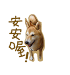 Susu Shiba's daily（個別スタンプ：7）