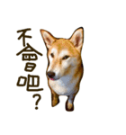 Susu Shiba's daily（個別スタンプ：9）