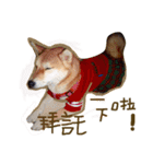 Susu Shiba's daily（個別スタンプ：10）