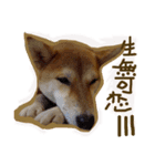 Susu Shiba's daily（個別スタンプ：16）