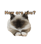 マンチカン猫、姫の写真スタンプ 英語 ver（個別スタンプ：7）