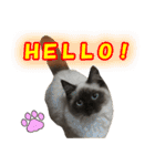 マンチカン猫、姫の写真スタンプ 英語 ver（個別スタンプ：10）