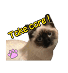 マンチカン猫、姫の写真スタンプ 英語 ver（個別スタンプ：12）