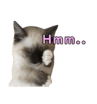 マンチカン猫、姫の写真スタンプ 英語 ver（個別スタンプ：23）