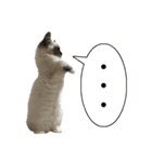 マンチカン猫、姫の写真スタンプ 英語 ver（個別スタンプ：28）