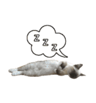 マンチカン猫、姫の写真スタンプ 英語 ver（個別スタンプ：29）