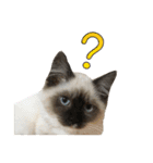 マンチカン猫、姫の写真スタンプ 英語 ver（個別スタンプ：30）