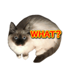 マンチカン猫、姫の写真スタンプ 英語 ver（個別スタンプ：31）