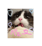 まんまるちょび（個別スタンプ：1）