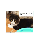 まんまるちょび（個別スタンプ：5）