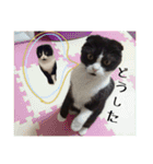 まんまるちょび（個別スタンプ：7）