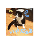 まんまるちょび（個別スタンプ：8）