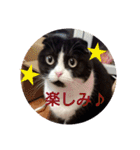 まんまるちょび（個別スタンプ：9）