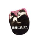 まんまるちょび（個別スタンプ：12）