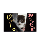 まんまるちょび（個別スタンプ：13）