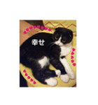 まんまるちょび（個別スタンプ：15）