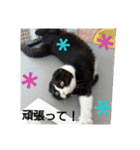 まんまるちょび（個別スタンプ：17）