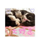 まんまるちょび（個別スタンプ：18）