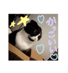 まんまるちょび（個別スタンプ：19）