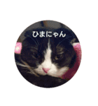 まんまるちょび（個別スタンプ：20）