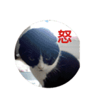 まんまるちょび（個別スタンプ：22）
