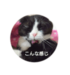 まんまるちょび（個別スタンプ：23）