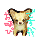 ペットたち…❣（個別スタンプ：1）