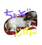 ペットたち…❣（個別スタンプ：2）