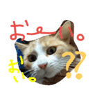 ペットたち…❣（個別スタンプ：4）