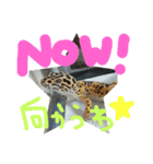 ペットたち…❣（個別スタンプ：9）