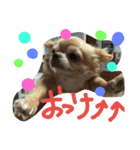 ペットたち…❣（個別スタンプ：12）