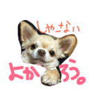 ペットたち…❣（個別スタンプ：15）