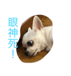 SandyLu（個別スタンプ：1）