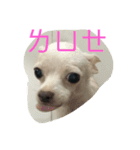 SandyLu（個別スタンプ：3）