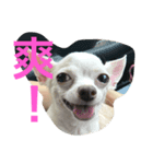 SandyLu（個別スタンプ：5）