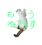 勝利のアイス（個別スタンプ：1）