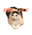 勝利のアイス（個別スタンプ：7）