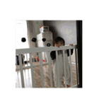 こっぴ（個別スタンプ：7）