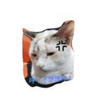 cute meow（個別スタンプ：3）