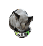 cute meow（個別スタンプ：8）